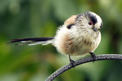 Fledgling-ball-of-fluff-long-tailed-tit-10