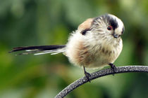Fledgling (Ball of Fluff) Long Tailed Tit 10 by GEORGE ELLIS