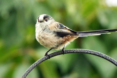 Fledgling-ball-of-fluff-long-tailed-tit-11
