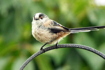Fledgling (Ball of Fluff) Long Tailed Tit 11 by GEORGE ELLIS