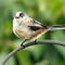Fledgling-ball-of-fluff-long-tailed-tit-11