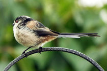 Fledgling (Ball of Fluff) Long Tailed Tit 12 by GEORGE ELLIS