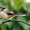 Fledgling-ball-of-fluff-long-tailed-tit-12