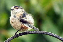 Fledgling (Ball of Fluff) Long Tailed Tit 13 by GEORGE ELLIS