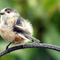 Fledgling-ball-of-fluff-long-tailed-tit-13