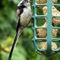 Fledgling-ball-of-fluff-long-tailed-tit-15