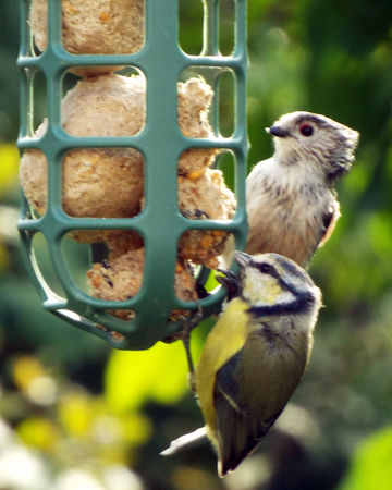 Fledgling-long-tailed-tit-and-young-blue-tit-feeding-on-fat-balls-01
