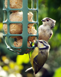 Fledgling Long Tailed Tit & Young Blue Tit Feeding on Fat Balls 01 by GEORGE ELLIS