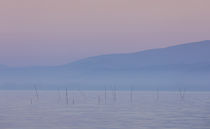 Pastel tone sunrise with morning fog over the water of lake Trasimeno, Tuscany Italy by Bastian Linder