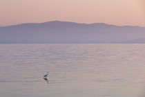 Pastel tone sunrise with crane bird and morning fog over the water of lake Trasimeno, Tuscany Italy von Bastian Linder