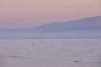 Pastel tone sunrise with morning fog over the water of lake Trasimeno, Tuscany Italy by Bastian Linder