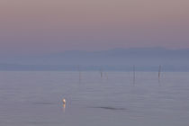 Pastel tone sunrise with crane bird and morning fog over the water of lake Trasimeno, Tuscany Italy by Bastian Linder
