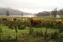 Highland Cattle Scotland 01 by GEORGE ELLIS