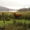 Highland-cattle-scotland-01