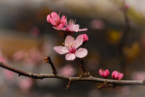 Cherry blossom by Claudia Schmidt