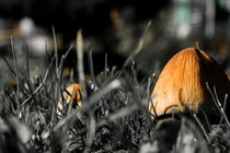 Mushrooms in fall by Claudia Schmidt
