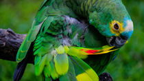 Parrot in the jungle von Claudia Schmidt