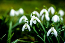 Snowdrops in the green by Claudia Schmidt