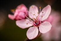 Cherry blossom by Claudia Schmidt