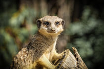 African meerkat  by Claudia Schmidt