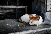 Small balinesean sleeping cat on a staircase von Claudia Schmidt