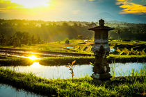 Sunrise over the Jatiluwih rice terrace fields in Bali by Claudia Schmidt