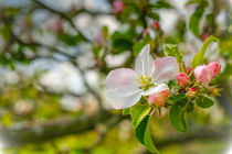 Beautiful apple blossoms in front of blurry branches von Claudia Schmidt