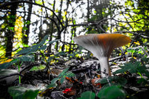 Mushroom in the woods by Claudia Schmidt