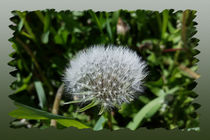 Dandelion in the grass by feiermar