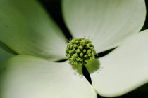 Purity in white and green von Claudia Schmidt