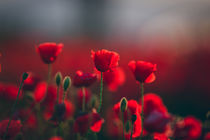 Poppies by kunstfotografie