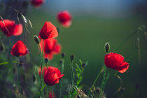 Poppies von kunstfotografie