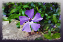 Blue purple petals von feiermar