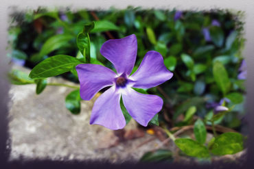 Blue-purple-petals