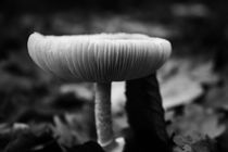 Pilz by arthouse-pictures