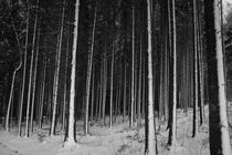 Wald im Schnee von arthouse-pictures