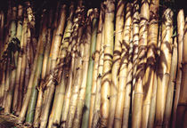 Bambu shadow by Jorge Ivan vasquez