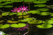 Water lily flowers by Jorge Ivan vasquez