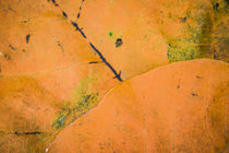 Autumn by Jorge Ivan vasquez