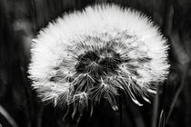 Pusteblume by arthouse-pictures