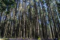 Wald by arthouse-pictures
