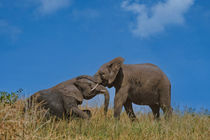 Spielende Elefantenkinder by Claudia Schmidt