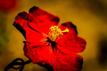 Rote Blüte von Claudia Schmidt