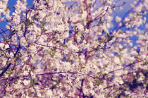 Bloomimg Spring Garden von Tanya Kurushova