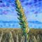 60-ears-of-wheat-ii-2017-by-anthony-d-padgett-after-van-gogh-auvers-sur-oise-1890