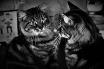 Tabby cat looks in the mirror von Maud de Vries