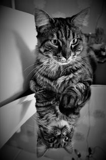 Tabby cat with reflection in black and white by Maud de Vries