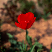 Rote Tulpe_2 von li-lu