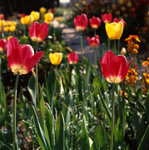 Tulpen. Farbenfrohe Frühlingsboten_2 by li-lu