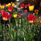 Tulpen-rotgelbweg-1001